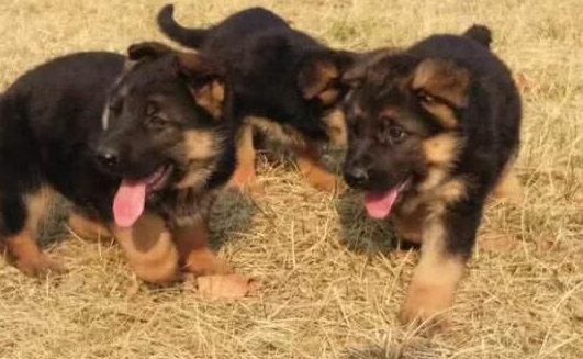 智商很高的牧羊犬，大家喜欢吗？