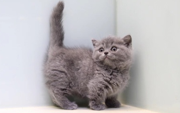 矮脚猫的缺点有哪些？宠主一定要注意