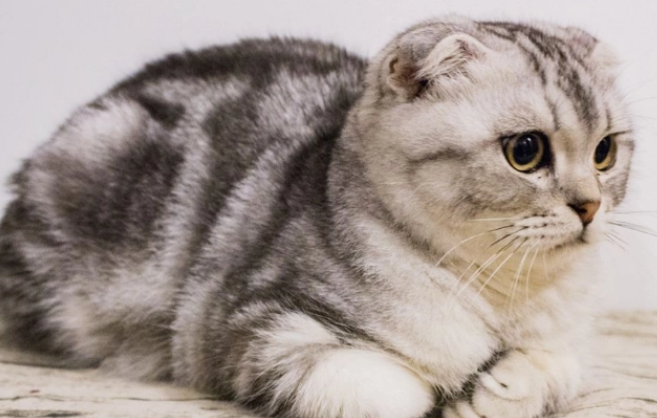 今日科普：折耳猫尾巴僵硬就是发病吗？