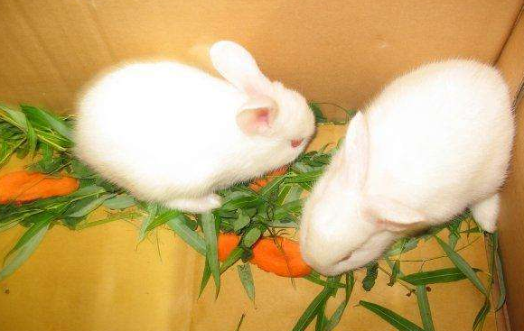 大耳白兔的价格是多少，值钱吗？