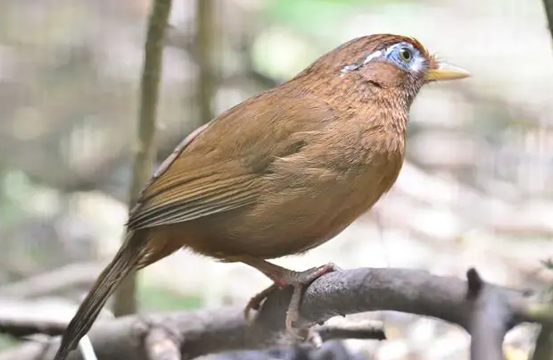 画眉鸟为什么偏偏钟情于大麦虫？这篇喂养指南请你速速收下