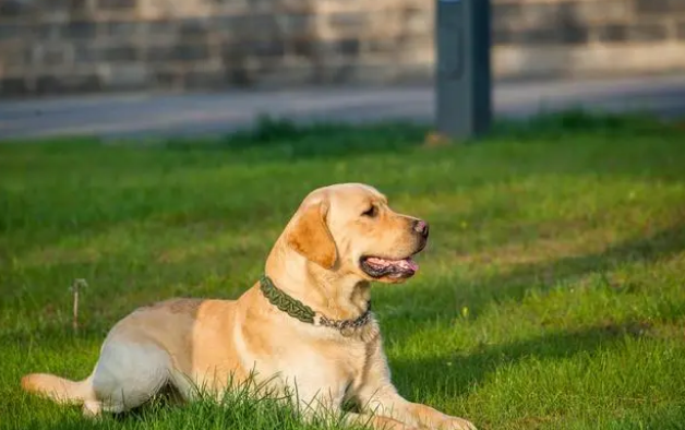 牵引绳不是害狗狗的工具，而是在保护它，免受这三种伤害！