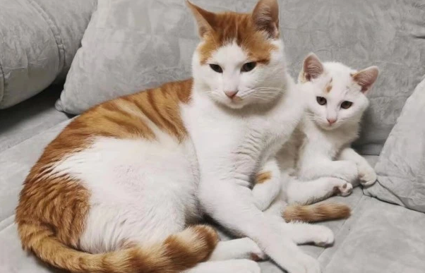 猫尿道炎吃什么药？铲屎官们一定要知道