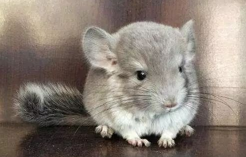 龙猫吃什么食物最营养？看看是你常喂的吗？