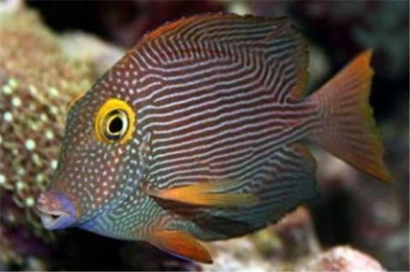 新手喂养缘吊需要注意什么？这几点是关键！