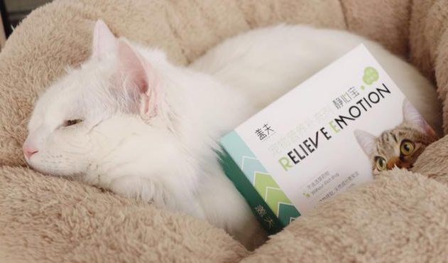 盖夫缓解宠物情绪，静心宝预防猫咪应激反应