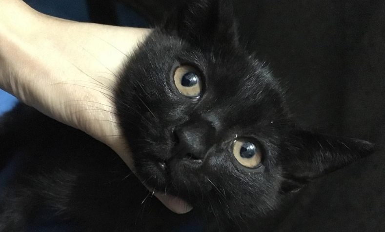 抖音千岁岁是什么品种的猫？你们知道吗？