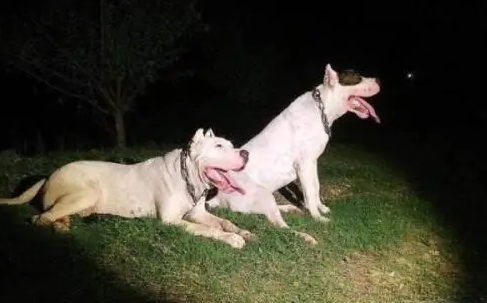 很多人都不知道狗狗会在几岁成年，小编今天要给大家介绍的是杜高犬几岁成年，下面就给大家说说杜高犬几岁成年？大家一起来看下吧！ 不同类型的狗狗，它的成年时间都会不一样，而杜高犬在1岁左右成年，2岁左右就会停止生长。在杜高犬的发育期间会变得比较缓慢，直到3岁左右才算完全成年，在2岁左右会稳定体型，并会停止生长。 在这段时期，可在狗粮的基础上喂食一些肉类来促进它的生长发育。需多给它补充营养，需多给它喂食肉类，还可适当喂食一些奶制品和蔬菜蔬果补充维生素，还可给予它适当的运动量，来促进骨骼的生长发育。 在日常饲养时，还需给杜高犬喂食一些奶制品以及蔬菜水果，来保证体内营养的均衡，还需适当补钙，促进杜高犬骨骼的生长发育，让它成长得更加茁壮。杜高犬比较爱运动，在饲养杜高犬的过程中，需给予它一定的运动量，来促进骨骼的生长发育，也能提升身体素质，减少疾病的产生。 杜高犬还是一只很好训练的犬种，只要你有耐心地训练它，那么杜高犬就会成为一只很出色的狗狗，就不会出现随意咬人的情况。好了，以上就是关于杜高犬几岁成年的相关介绍，希望能帮助到大家～