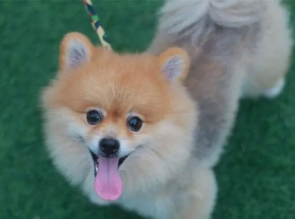 博美尾巴什么时候炸毛？主人一定要知道！