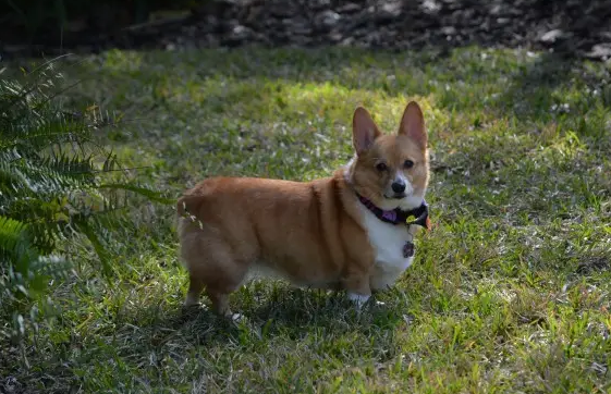 治愈犬有哪几种？有必要了解一下