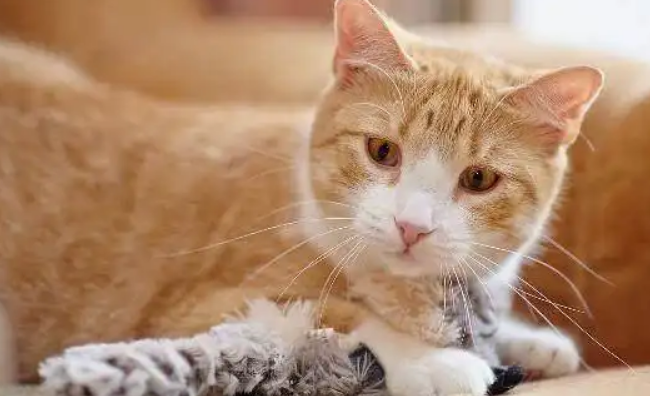 猫咪为什么突然疏远主人？可能是这几种情况