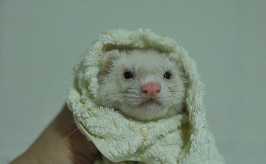 如何给你的宝贝貂洗澡？本文告诉你