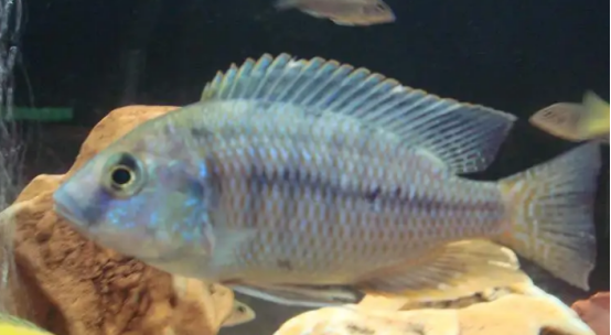 这些鱼妈妈吃自己的孩子，到底是什么原因