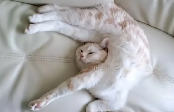 别浪费钱买“猫窝”了，猫咪根本不喜欢，原因很真实！