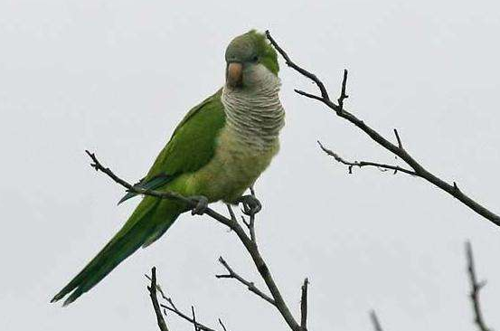 和尚鹦鹉咬人吗？第一次养的人必看