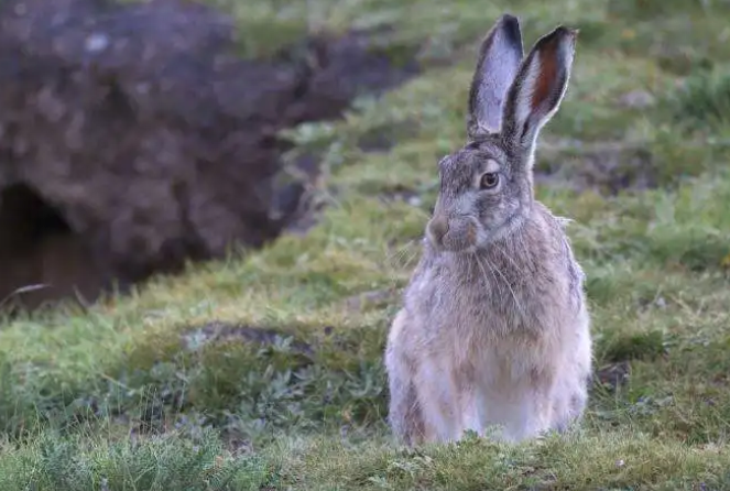 每日一问：大麦丁兔多少钱一只