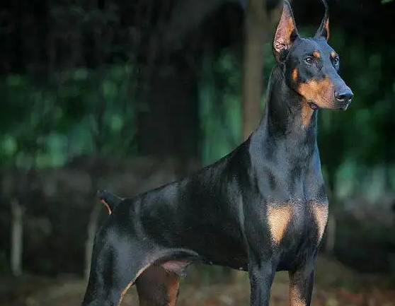 杜宾为什么做立耳？这篇文章看完你就知道了～