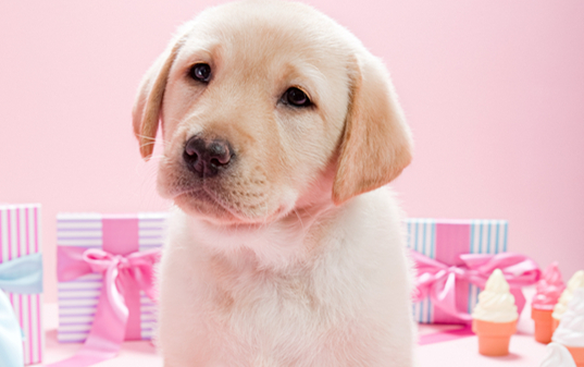 拉布拉多尾巴上翘是不是不纯，答案就这告诉您