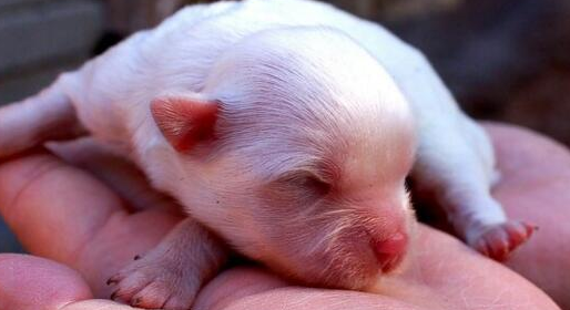 狗崽子几天睁眼睛？让我告诉你！