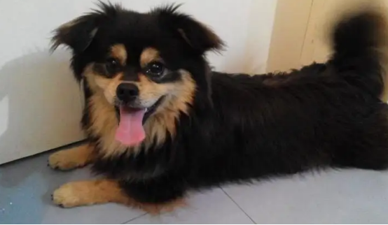 串串狗的智商有几岁？此文为你科普！