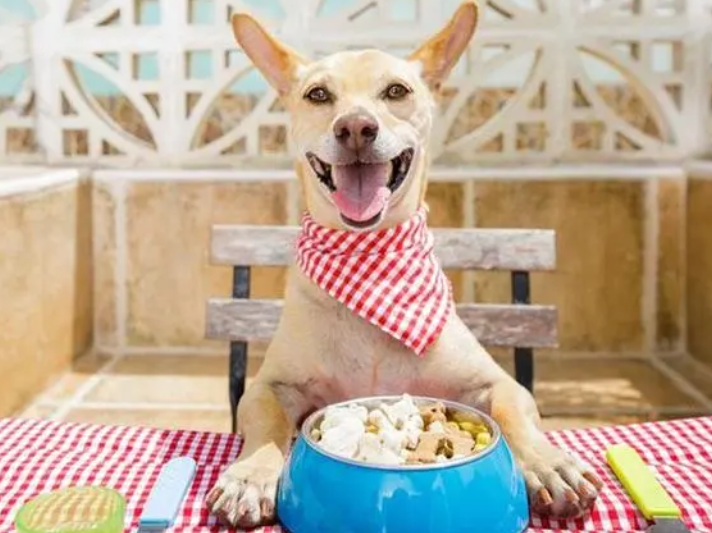 喂狗粮不代表结束！改善狗饮食的4个技巧