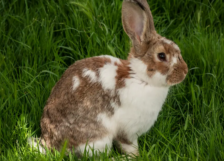 今日全文带你了解英种斑点兔