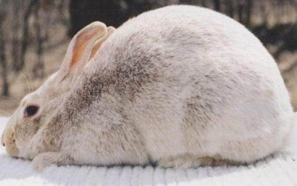 忌廉兔可以吃什么，你该怎么饲养呢？