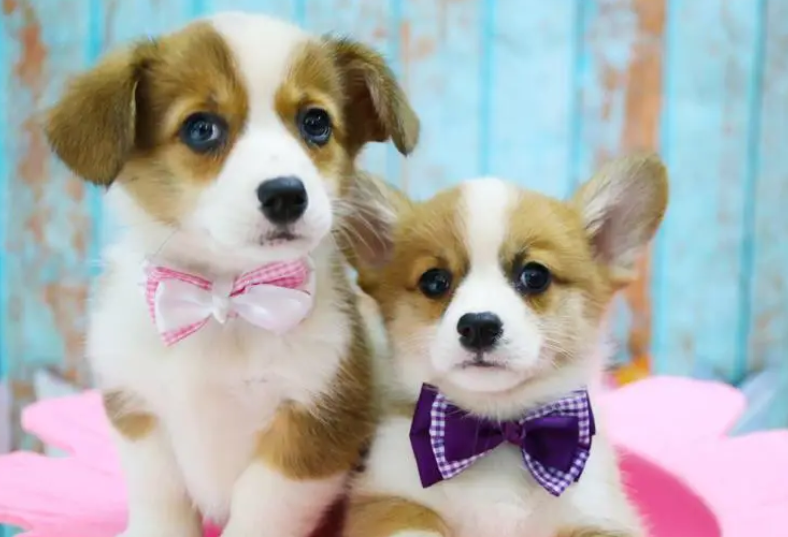 带你全方位解析柯基犬的特点有哪些？