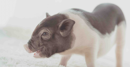 养宠科普：小香猪需要绝育吗？