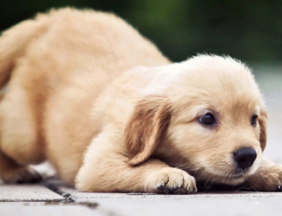 两个月的狗可以吃磨牙棒吗？赶紧来了解一下！