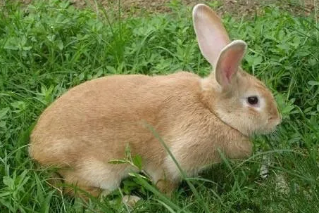 豫丰黄兔哪里有卖？想养的不妨来看看吧