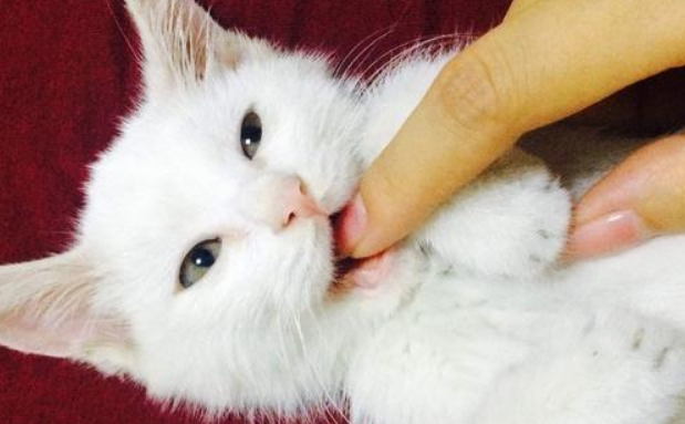 两个月的小猫老是咬人怎么回事?一定要及时矫正 两个月的小猫老是咬人怎么回事?一定要及时矫正