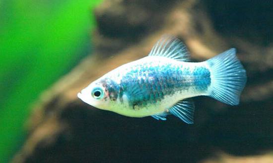 月光鱼怎么养？这份攻略拿走不谢！