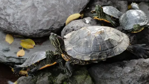 乌龟头部腐烂怎么处理？这篇文章告诉你