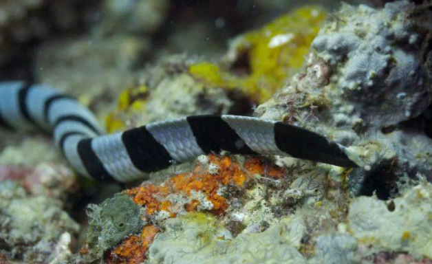 灰蓝扁尾海蛇是保护动物吗？本文给你答案