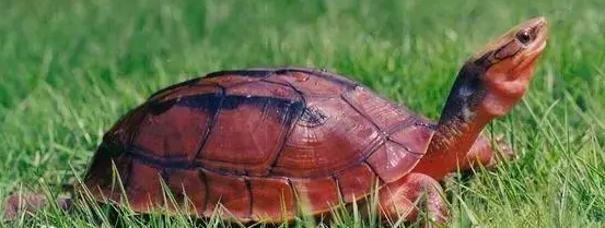 金钱龟特征有哪些？想养的来看看吧