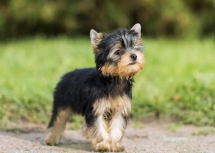 新人小白,快来看看如何挑选一条好狗? 新人小白,快来看看如何挑选一条好狗?