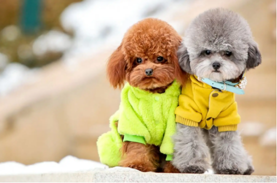 泰迪犬为什么叫泰迪?你知道其中缘由吗? 泰迪犬为什么叫泰迪?你知道其中缘由吗?