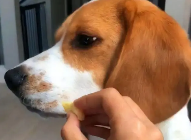 狗狗更换狗粮需要过渡期吗？来了解一下