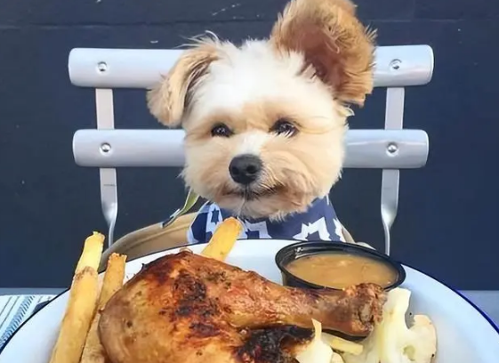 养狗知识:扒一扒狗要吃狗粮的原因 养狗知识:扒一扒狗要吃狗粮的原因