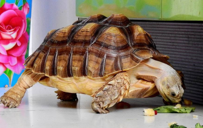 苏卡塔尔陆龟结石怎么办?这个方法可以试试 苏卡塔尔陆龟结石怎么办?这个方法可以试试