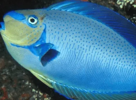 宠主们，这一份印度洋圆髻角吊食谱请务必收好