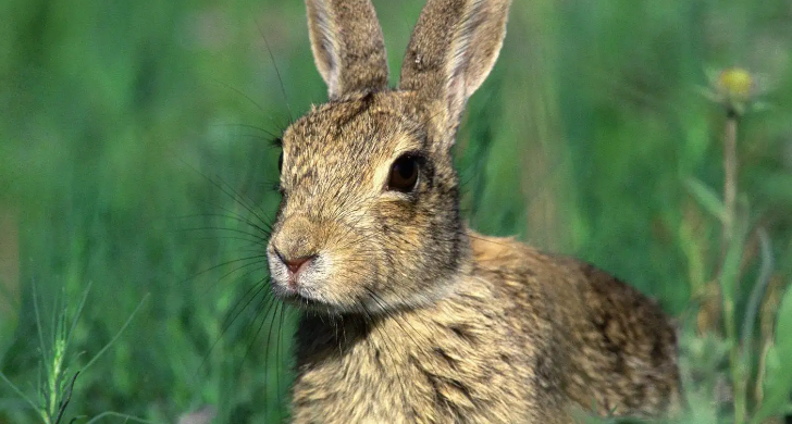 想了解中国野兔繁殖知识？那就来看看吧