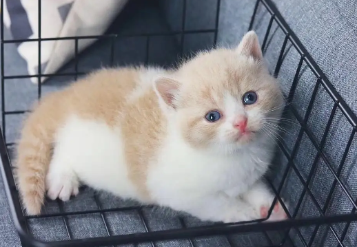 加菲和英短配出来的回事什么样的猫咪?一起来了解下! 加菲和英短配出来的回事什么样的猫咪?一起来了解下!