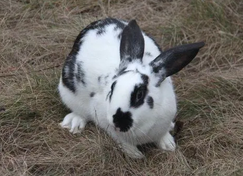 花巨兔是大型兔吗？不清楚的快来看看！