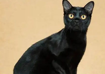 孟买猫的眼睛是什么颜色？这篇文章给你答案！