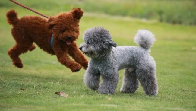 宠主科普：泰迪牙结石怎么去除？