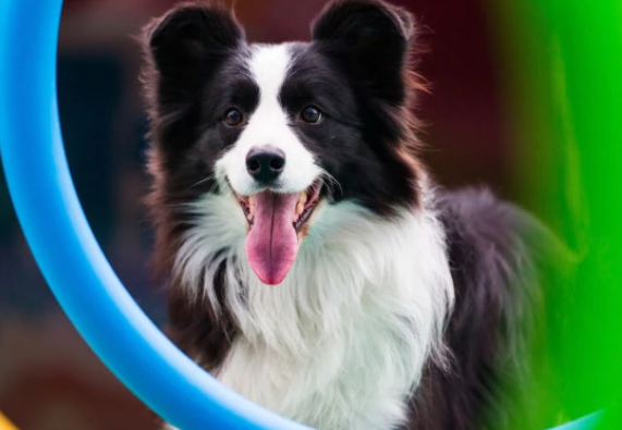 如何选择适合狗狗的牵引绳？来看看吧