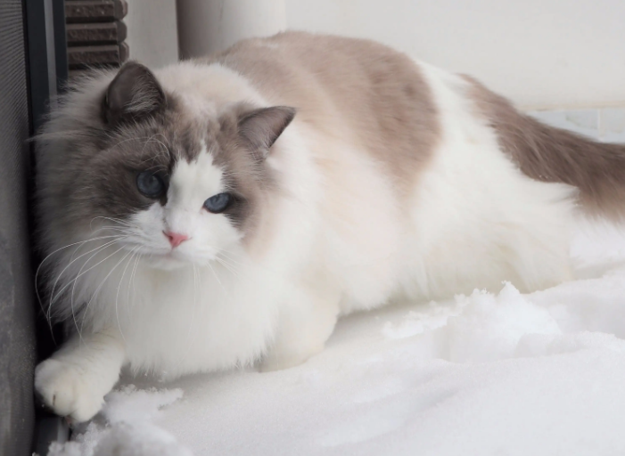 布偶猫不能养的原因，新手一定要知道