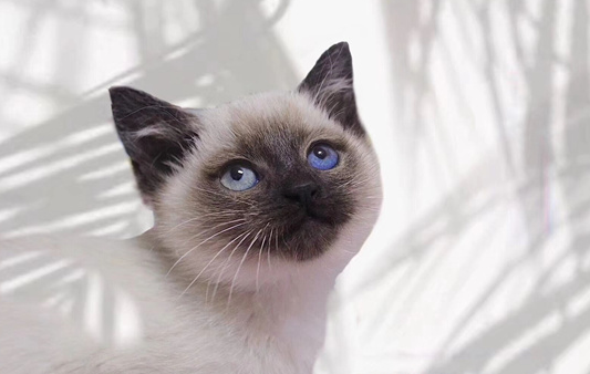 暹罗猫怎么看品相好不好？看完后买猫再也不用愁！